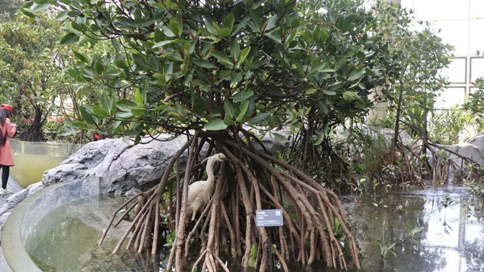 解鎖2019北京世園會 你需要這本神奇植物辭典