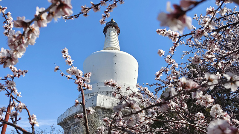 北京：山桃花開映白塔