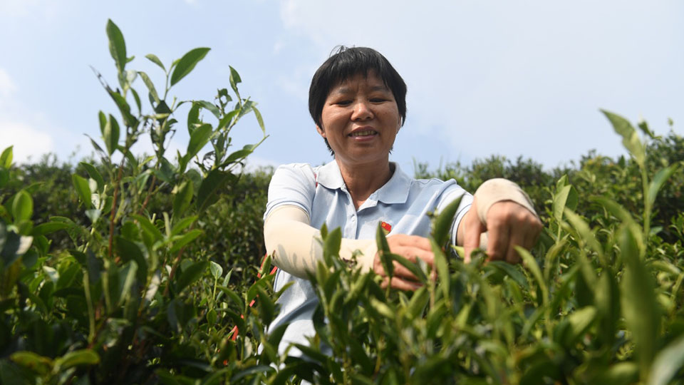 二十大代表風采丨祝雪蘭：茶香氤氳蘊初心